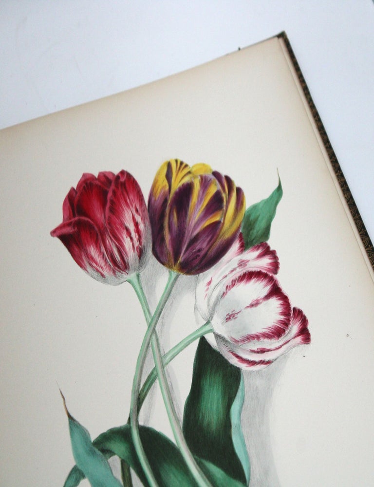 Floral Belles from the Green-House and Garden. Painted from Nature