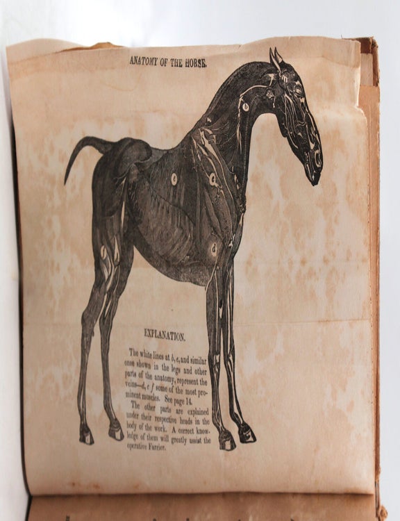 The American Farrier; Containing a minute account of the formation of every part of the Horse, from the extremity of the head to the hoof. With a description of all the diseases to which each part is liable; the best remedies [etc.]