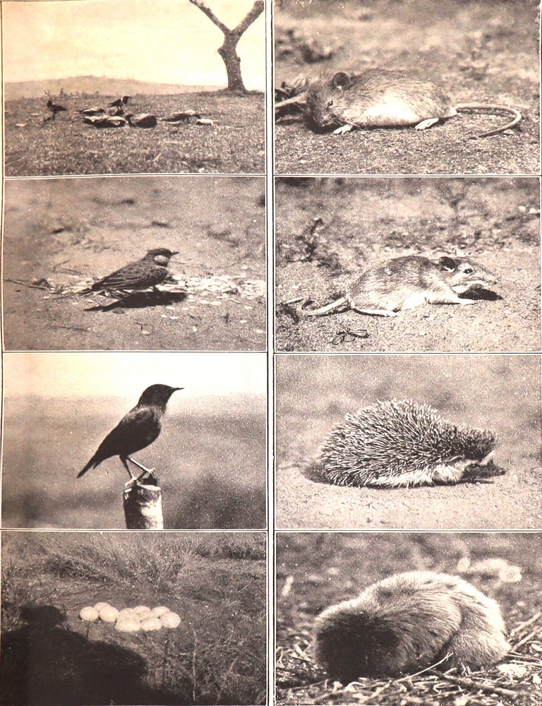 African Game Trails