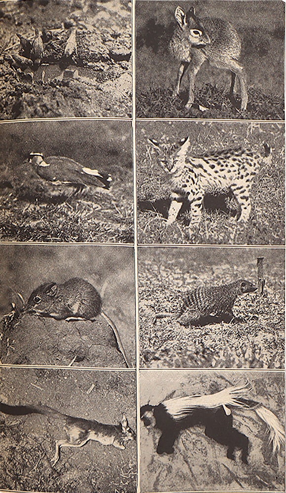 African Game Trails