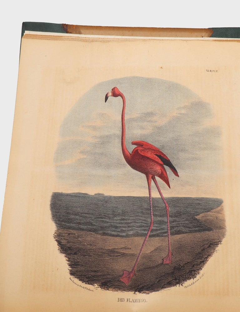 The Cabinet of Natural History and American Rural Sports