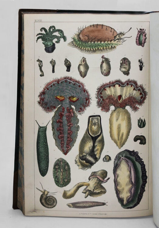 A History of the Earth and Animated Nature...With introductory View of the Animal Kingdom, Translated from the French of Baron Cuvier. And copious Notes...A Life of the Author by Washingon Irving