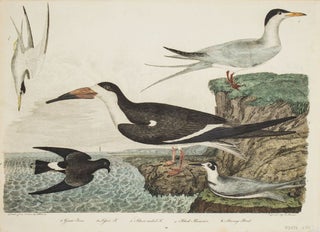 Item #43696 Hand-Colored Engraving from the Birds... Great Tern. Plate no. 60. Drawn from Nature...