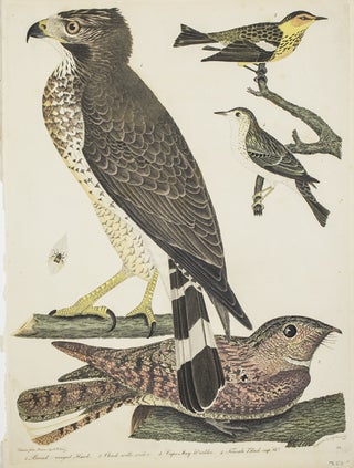 Item #43697 Hand-Colored Engraving from the Birds... Broad winged Hawk. Plate no. 54. Drawn from...