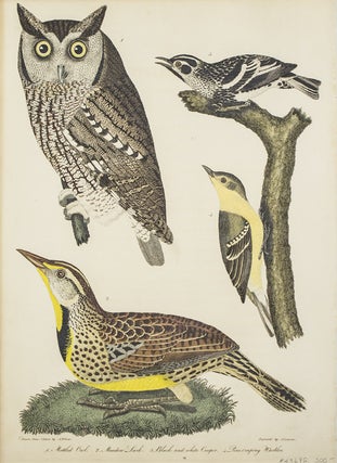 Item #43698 Hand-Colored Engraving from American Ornithology... 1. Mottled Owl. 2. Meadow...