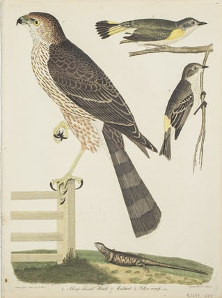 Item #43699 Hand-Colored Engraving from American Ornithology... 1. Sharp Skinn'd Hawk. 2....