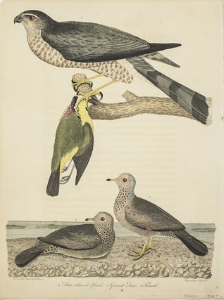 Item #43700 Hand-Colored Engraving from American Ornithology... 1. Slate coloured Hawk. 2....