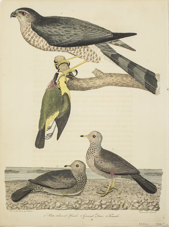 Item #43700 Hand-Colored Engraving from American Ornithology... 1. Slate coloured Hawk. 2. Ground Dove... Plate no. 46. Drawn from Nature by A. Wilson. Engraved by A. Lawson. Alexander Wilson.