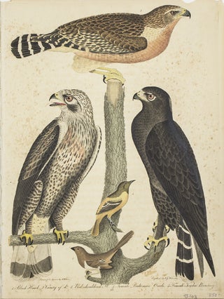 Item #43704 Hand-Colored Engraving from American Ornithology...1. Black Hawk. 2. Variety of do.....