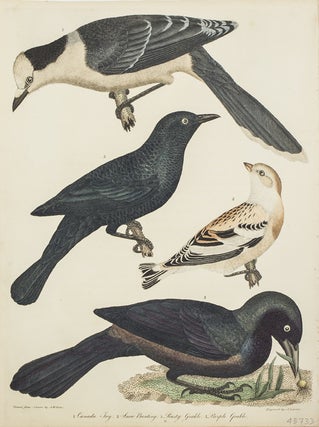 Item #43733 Hand-Colored Engraving from American Ornithology... 1. Canada Jay. 2. Snow Bunting....