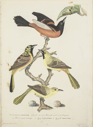 Item #43735 Hand-Colored Engraving from American Ornithology... 1. Oriolus Spurious, Orchard...