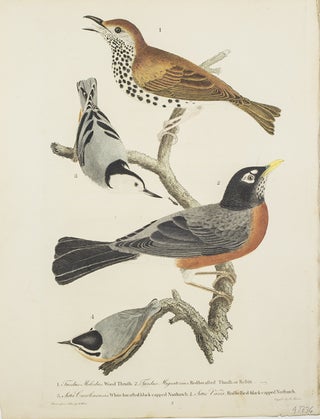 Item #43736 Hand-Colored Engraving from American Ornithology... 1. Turdus Melodus, Wood Thrush....