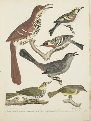 Item #43737 Hand-Colored Engraving from American Ornithology... 1. Brown Thrush. 2. Golden...