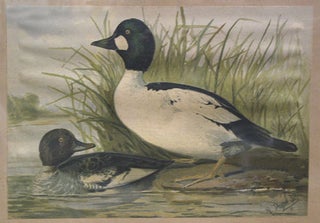 Item #49456 Chromolithograph of two ducks, from Upland game birds and water fowl of the United...