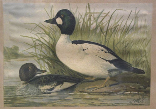 Item #49456 Chromolithograph of two ducks, from Upland game birds and water fowl of the United States. Alexander Pope, Jr.
