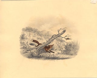 Item #53479 The Fox and the Duck: watercolor, heightened with gum arabic, with pencilled...