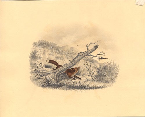 Item #53479 The Fox and the Duck: watercolor, heightened with gum arabic, with pencilled background, on light card; signed “B. Fenning 1834”. B. Fenning.