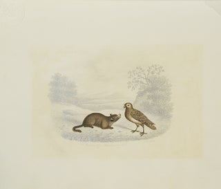 Item #53490 “The Prairie Dog & Burrowing Owl”: watercolor with pencilled background on light...