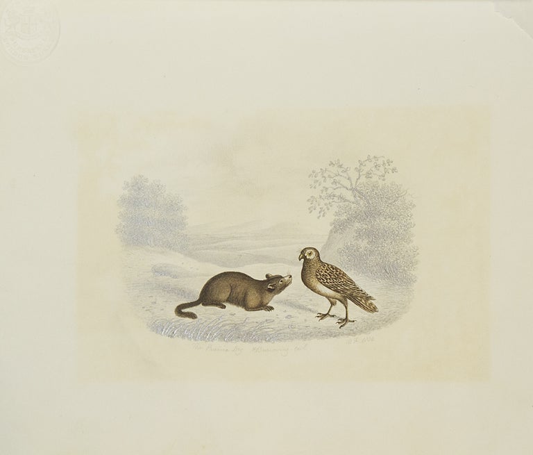 Item #53490 “The Prairie Dog & Burrowing Owl”: watercolor with pencilled background on light card, captioned and signed “B.F. 1834”. enning, B.